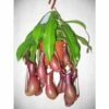 Nephentes Alata (plante Carnivore) Taille Pot De 2 Litres ? 30/40 Cm -Progardee Boutique 6403921460c815.58670353