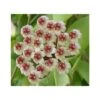 Hoya Brevialata (fleur De Porcelaine, Fleur De Cire) Taille Pot De 2 Litres - 20/40 Cm - Blanche