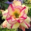 Adenium Obesum Cv.thong Yod Jaune Et Rouge - Taille Caudex D'environ 300g 20/25cm -Progardee Boutique 6403922611b1a6.49356406