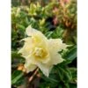 Adenium Obesum Cv.pie Apple Jaune - Taille Caudex D'environ 150g -Progardee Boutique 640392277ecf40.33563723