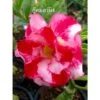 Adenium Obesum Cv.good Morning Rouge - Taille Caudex D'environ 2000g 25/30cm Très Gros Caudex -Progardee Boutique 640392292545a5.40898840