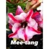 Adenium Obesum Cv Mee-tang Rose - Taille Caudex D'environ 300g 20/25cm 1 Adenium Obesum Cv Mee-tang Rose - Taille Caudex D'environ 300g 20/25cm -Progardee Boutique 6403922d3f5979.09514641