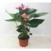 Anthurium Andreanum Rose Cavalli (anthure Flamant Rose, Langue De Feu) Taille Pot De 1 Litre- 40/60cm -Progardee Boutique 64039239b9ab63.93270528