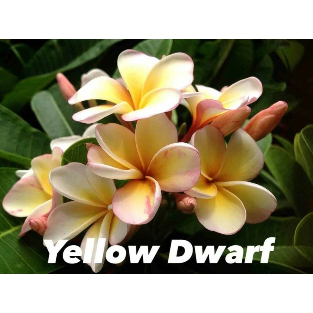 Plumeria Rubra "dwarf Yellow" (frangipanier) Taille Pot De 2 Litres ? 20/30 Cm - Jaune Et Blanc 3 Plumeria Rubra "dwarf Yellow" (frangipanier) Taille Pot De 2 Litres ? 20/30 Cm - Jaune Et Blanc
