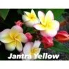 Plumeria Rubra "jantra Yellow" (frangipanier) Taille Pot De 2 Litres ? 20/30 Cm - Tricolor -Progardee Boutique 640392472d5975.14405685