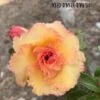 Adenium Obesum Cv.golden Buddha Orange - Taille Caudex D'environ 300g 20/25cm -Progardee Boutique 64039250b6a781.82306059