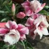 Adenium Obesum Cv.muang Prasertsri Blanc Et Rose - Taille Caudex D'environ 150g -Progardee Boutique 64039251eb94a4.37322393
