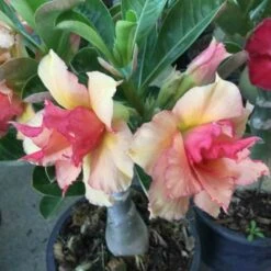 Adenium Obesum Cv.sherbet Jaune Et Rouge - Taille Caudex D'environ 300g 20/25cm