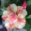 Adenium Obesum Cv.ruong Thong Jaune Rose - Taille Caudex D'environ 300g 20/25cm -Progardee Boutique 64039258a53b73.15079092