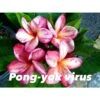 Plumeria Rubra "pong Yok Virus" (frangipanier) Taille Pot De 2 Litres ? 20/30 Cm - Blanc/jaune/rose -Progardee Boutique 6403925e188ff8.41427186