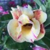 Adenium Obesum Cv.prarod Meri Jaune Rose - Taille Caudex D'environ 300g 20/25cm -Progardee Boutique 64039269a6cfb9.48850030