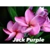 Plumeria Rubra "jack Purple" (frangipanier) Taille Pot De 2 Litres ? 20/30 Cm - Violet 2 Plumeria Rubra "jack Purple" (frangipanier) Taille Pot De 2 Litres ? 20/30 Cm - Violet -Progardee Boutique 6403926b357d01.74623251