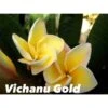 Plumeria Rubra "vichanu Gold" (frangipanier) Jaune - Taille Pot De 2 Litres ? 20/30 Cm 1 Plumeria Rubra "vichanu Gold" (frangipanier) Jaune - Taille Pot De 2 Litres ? 20/30 Cm -Progardee Boutique 64039273ae76d6.66449483