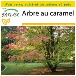 Kit De Culture - Arbre Au Caramel - 200 Graines - Cercidiphyllum Japonicum