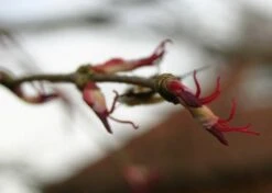 Kit De Culture - Arbre Au Caramel - 200 Graines - Cercidiphyllum Japonicum -Progardee Boutique 64064132b43652.18516611