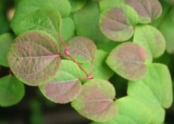 Kit De Culture - Arbre Au Caramel - 200 Graines - Cercidiphyllum Japonicum -Progardee Boutique 64064132b8b5b0.99715833