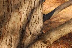 Kit De Culture - Arbre Au Caramel - 200 Graines - Cercidiphyllum Japonicum -Progardee Boutique 64064132bf1940.87270238