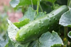 Kit De Culture - Bio - Concombre - Marketmore - 20 Graines - Cucumis Sativus -Progardee Boutique 64064169648772.30261151