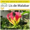Kit De Culture - Lis De Malabar - 15 Graines - Gloriosa Rothschildiana -Progardee Boutique 64064179434a71.50888916