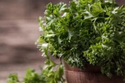 Kit De Culture - Bio - Persil Frisé - 800 Graines - Petroselinum Crispum -Progardee Boutique 640641ae84ab86.75027248