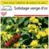 Kit De Culture - Solidage Verge D'or - 100 Graines - Solidago Virgaurea -Progardee Boutique 640641b4cf5364.32455388