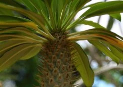 Kit De Culture - Palmier De Madagascar - 10 Graines - Pachypodium Lamerei -Progardee Boutique 640641c7226726.92813528