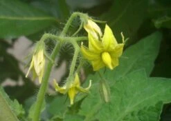 Kit De Culture - Tomate San Marzano - 10 Graines - Lycopersicon Esculentum -Progardee Boutique 640641fa29a824.71109885