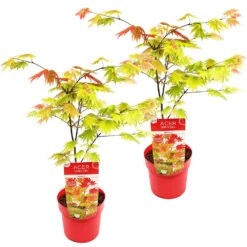 Progardee Boutique 36 2x Acer Shirasawanum 'moonrise' - érable Du Japon - Arbuste - Rustique - ⌀19 Cm - ↕40-50 Cm