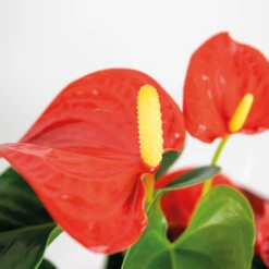 Anthurium 'aristo' Orange - Plante Flamingo - Entretien Facile - ⌀14 Cm - ↕45-55 Cm -Progardee Boutique 640b783c1a67b2.46936634