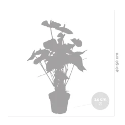 Anthurium 'aristo' Orange - Plante Flamingo - Entretien Facile - ⌀14 Cm - ↕45-55 Cm -Progardee Boutique 640b783c301436.46862337