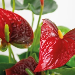 2x Anthurium 'aristo' Red– Flamingo Plant - Facile D'entretien - ⌀14 Cm - ↕45-55 Cm -Progardee Boutique 640b783e3f8e96.90530068