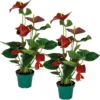 2x Anthurium 'aristo' Red– Flamingo Plant - Facile D'entretien - ⌀14 Cm - ↕45-55 Cm -Progardee Boutique 640b783e469480.64156373
