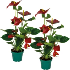 Progardee Boutique 38 2x Anthurium 'aristo' Red– Flamingo Plant - Facile D'entretien - ⌀14 Cm - ↕45-55 Cm