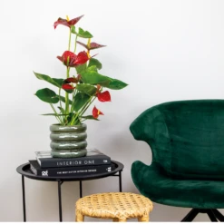 2x Anthurium 'aristo' Red– Flamingo Plant - Facile D'entretien - ⌀14 Cm - ↕45-55 Cm -Progardee Boutique 640b783e502989.76282242