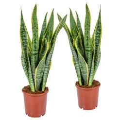 Progardee Boutique 42 2x Sansevieria 'laurentii' Xl – Langue De Dame – Succulente – Facile à Entretenir – ⌀17cm – ↕55-65 Cm