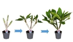 Plumeria Hawaaien - Pot ⌀17cm - H.55-75cm (hauteur Pot Incluse) -Progardee Boutique 6423324e313ab2.79596873