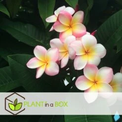 Plumeria Hawaaien - Pot ⌀17cm - H.55-75cm (hauteur Pot Incluse) -Progardee Boutique 6423324e3a2799.79275935