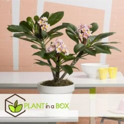 Plumeria Hawaaien - Pot ⌀17cm - H.55-75cm (hauteur Pot Incluse) -Progardee Boutique 6423324e50d857.41817764