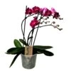 Phalaenopsis Multiflora - Orchidée Pourpre - Pot 12cm - Hauteur 35-45cm -Progardee Boutique 6426d60aea2495.45627613