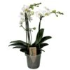 Phalaenopsis Multiflora - Orchidée Blanc - Pot 12cm - Hauteur 35-45cm 2 Phalaenopsis Multiflora - Orchidée Blanc - Pot 12cm - Hauteur 35-45cm -Progardee Boutique 6426d60c2b9292.83014456
