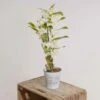 Dendrobium -Progardee Boutique 642d66c557bec0.36272746