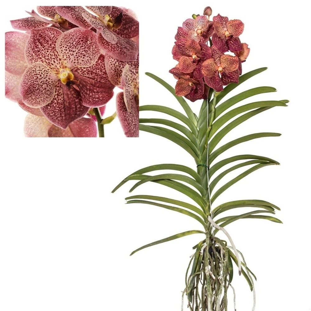 Vanda Leopard Coral - Orchidée Tropicale - Orchidée En Fleur - Hauteur 75-85cm 3 Vanda Leopard Coral - Orchidée Tropicale - Orchidée En Fleur - Hauteur 75-85cm