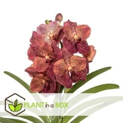 Vanda Leopard Coral - Orchidée Tropicale - Orchidée En Fleur - Hauteur 75-85cm 7 Vanda Leopard Coral - Orchidée Tropicale - Orchidée En Fleur - Hauteur 75-85cm -Progardee Boutique 64595220aba3b5.16105552