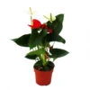 Fleur De Flamant Rose "sierra Red & Sierra White" Jumeaux Rouge/blanc Pot 14cm Anthurium Andreanum -Progardee Boutique 64622746c39128.41528724