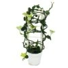 Bougeoir Grimpant - Ceropegia Sandersonii - Pot De 12cm -Progardee Boutique 6462275589a231.14422359