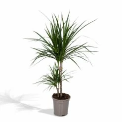 Progardee Boutique 3 Dracaena Marginata - H70cm, ø17cm - Grande Plante D'intérieur