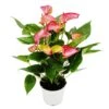Fleur Flamant Rose - Anthurium Andreanum - Anthurium - Pot 14cm - Fleurs Multicolores - Livium -Progardee Boutique 80696dbaf2fb17d0